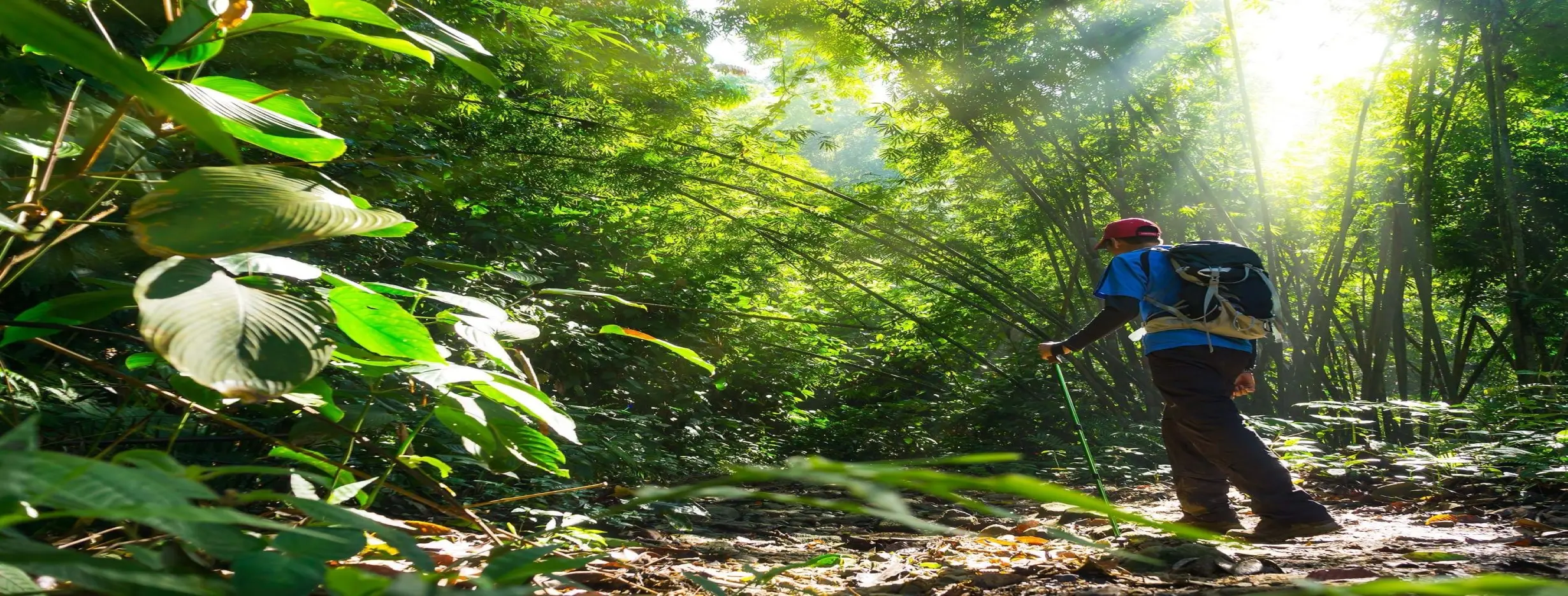 Image for Rainforest Trekking